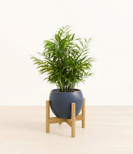 Load image into Gallery viewer, Deep Navy stand:bamboo
