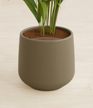 Load image into Gallery viewer, Olive stand:all
