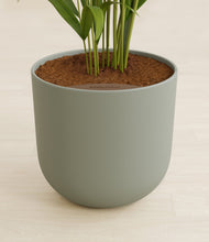 Load image into Gallery viewer, Sage Green stand:all
