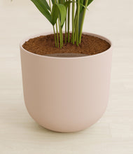 Load image into Gallery viewer, Sandy Pink stand:all
