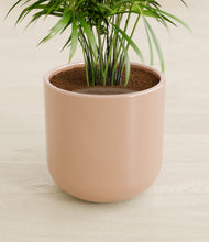 Load image into Gallery viewer, Glossy Pink stand:all
