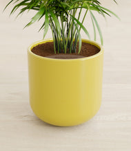 Load image into Gallery viewer, Key Lime Yellow stand:all

