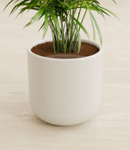 Load image into Gallery viewer, Cotton White stand:all
