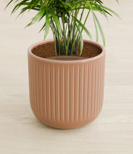 Load image into Gallery viewer, Striped Peach Pink stand:all
