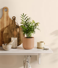 Load image into Gallery viewer, Striped Peach Pink
