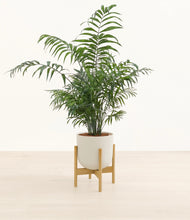 Load image into Gallery viewer, Natural Bamboo stand:light

