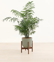 Load image into Gallery viewer, Sage Green stand:dark
