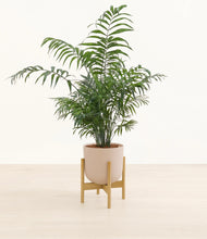 Load image into Gallery viewer, Sandy Pink stand:light
