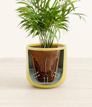 Load image into Gallery viewer, Key Lime Yellow stand:all
