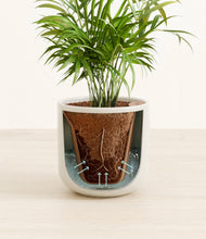 Load image into Gallery viewer, Cotton White stand:all
