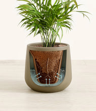 Load image into Gallery viewer, Olive stand:all
