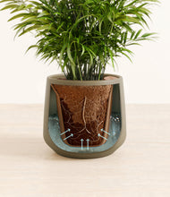 Load image into Gallery viewer, Olive stand:all
