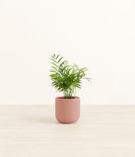 Load image into Gallery viewer, Striped Rose Pink*****Profile
