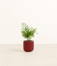 Load image into Gallery viewer, Striped Cherry Red*****Profile
