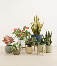 Load image into Gallery viewer, Earthy stand:three_stands
