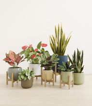 Load image into Gallery viewer, Earthy stand:five_stands
