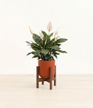 Load image into Gallery viewer, Earth Red stand:walnut
