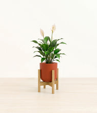 Load image into Gallery viewer, Earth Red stand:light
