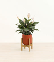 Load image into Gallery viewer, Earth Red stand:bamboo
