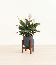 Load image into Gallery viewer, Iron Gray stand:walnut
