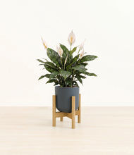 Load image into Gallery viewer, Iron Gray stand:bamboo
