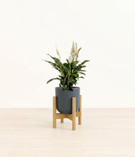 Load image into Gallery viewer, Iron Gray stand:bamboo
