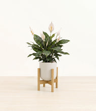 Load image into Gallery viewer, Natural Bamboo stand:bamboo
