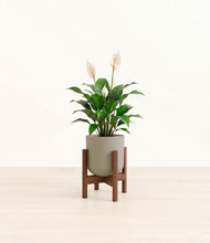 Load image into Gallery viewer, Sage Green stand:dark
