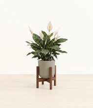 Load image into Gallery viewer, Sage Green stand:walnut
