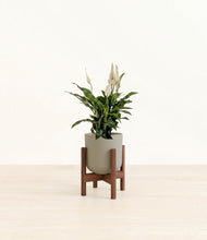 Load image into Gallery viewer, Sage Green stand:walnut
