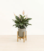 Load image into Gallery viewer, Sage Green stand:bamboo
