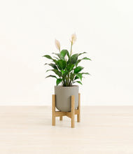 Load image into Gallery viewer, Sage Green stand:light

