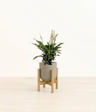 Load image into Gallery viewer, Sage Green stand:bamboo
