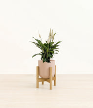 Load image into Gallery viewer, Sandy Pink stand:bamboo
