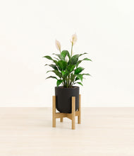 Load image into Gallery viewer, Stone Black stand:light
