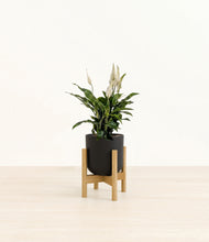 Load image into Gallery viewer, Stone Black stand:bamboo
