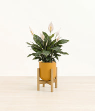 Load image into Gallery viewer, Sunset Orange stand:bamboo
