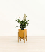 Load image into Gallery viewer, Sunset Orange stand:bamboo
