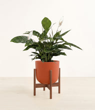 Load image into Gallery viewer, Earth Red stand:walnut
