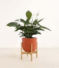Load image into Gallery viewer, Earth Red stand:bamboo
