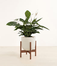 Load image into Gallery viewer, Natural Bamboo stand:walnut
