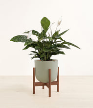 Load image into Gallery viewer, Sage Green stand:walnut
