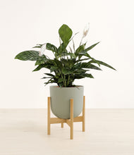 Load image into Gallery viewer, Sage Green stand:bamboo
