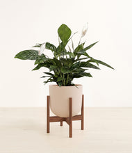 Load image into Gallery viewer, Sandy Pink stand:walnut
