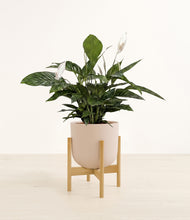 Load image into Gallery viewer, Sandy Pink stand:bamboo
