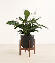Load image into Gallery viewer, Stone Black stand:walnut
