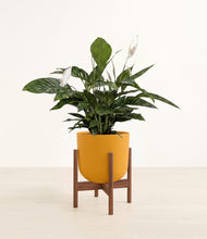 Load image into Gallery viewer, Sunset Orange stand:walnut
