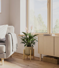 Load image into Gallery viewer, Olive stand:light
