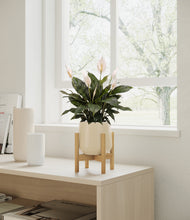 Load image into Gallery viewer, Almond Green stand:bamboo
