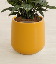 Load image into Gallery viewer, Mustard stand:all
